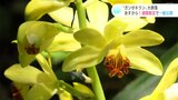 絶滅危惧種“ガンゼキラン”大群落見ごろ　５月１３日から１週間限定で一般公開|TBS NEWS DIG