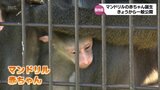 マンドリルの赤ちゃん 一般公開はじまる 宮崎市フェニックス自然動物園|TBS NEWS DIG