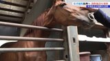 岩手競馬振興議員クラブが遠野馬の里を視察 トレーニング施設を見学 新たな事業計画にも関心|TBS NEWS DIG