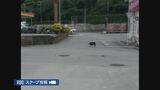 イノシシがファストフード店に突進? 沖縄県で市街地にイノシシ出没 | 沖縄のニュース|RBC 琉球放送