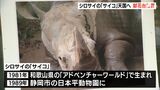 「泥遊びする様子が人気」シロサイ「サイコ」天国へ　来園者が献花台で別れ惜しむー静岡・日本平動物園|TBS NEWS DIG