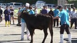 「横から見ると長方形、後ろから見ると丸い体型の牛が理想」 畜産共進会始まる 初日は黒毛和種の審査 岩手・雫石町|TBS NEWS DIG