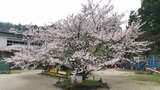 校舎の火災からも生き残った『百年桜』卒業生を見送り続けた104年目の春 熊本・西区 | 熊本のニュース|RKK NEWS|RKK熊本放送