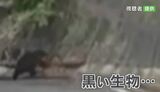 クマが県道に出没 体長120cmほど 斜面を登り去る 山梨|TBS NEWS DIG