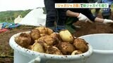 両手いっぱいに!!『ジャガジャガ祭』で “ジャガイモ堀り体験” 熊本・天草市 | 熊本のニュース|RKK NEWS|RKK熊本放送
