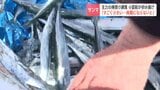 1匹わずか20〜30グラム「サイズすごく小さい」サンマ棒受け網漁で初水揚げも小ぶり…15日には大型船帰港でシーズン本番へ 北海道根室市 | 北海道のニュース|HBC北海道放送