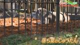 「染まるふるさと愛媛」 とべ動物園の紅葉 落ち葉のじゅうたんで動物たちも紅葉を満喫 | 愛媛のニュース - Nスタえひめ|あいテレビは6チャンネル