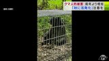 秋に活発化が予想される「クマ」6月には青森・八甲田山系で80代女性がクマに襲われ死亡… 県が「秋の行楽シーズン」に向け警戒強める「基本的な注意事項をお守りいただいて…」|TBS NEWS DIG