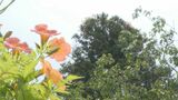 高さ20メートル　見上げるとノウゼンカズラの赤い花　城下町で咲く|TBS NEWS DIG
