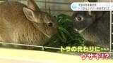『トラ→ウサギ』のはずが『ウサギ→サカナ!?』なんで?不思議な干支の引継ぎ式 | 高知のニュース・天気|KUTV NEWS | KUTVテレビ高知