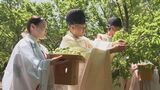 県護国神社で豊後梅を収穫 宮司「ここ数年で最高の出来栄え」 大分 | 大分のニュース|OBS NEWS|大分放送