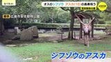 「長生きしてね」動物たちも敬老の日 16歳の“シフゾウ”にお祝い 最近は関節炎に悩む 広島市 安佐動物公園|TBS NEWS DIG