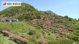 山肌をピンクに染める雲仙仁田峠のミヤマキリシマ | 長崎のニュース | 天気 | NBC長崎放送