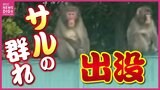 “猿の群れ” 住宅地に出没「足元で威嚇してきて怖かった」通行人を追いかけるサルも… 目撃情報相次ぎ警戒呼びかけ　広島　|　RCC NEWS | 広島ニュース | RCC中国放送