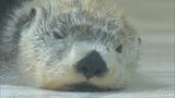 エサのサンマは5年前の倍の値段…電気代 重油代も 年間80万人訪れる三重の鳥羽水族館が入館料300円値上げで大人2800円に | 名古屋・愛知・岐阜・三重のニュース【CBC news】 | CBC web
