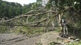 下田市の山間部で倒木 9世帯12人が一時孤立...約18時間後に解消=静岡　|　静岡のニュース | SBSNEWS | 静岡放送