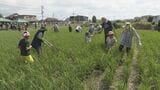 昭和初期の“手押し除草機”に大苦戦！親子130人が挑んだ昔ながらのコメ作り　山口　|　山口のニュース・天気・防災｜tys NEWS｜ｔｙｓテレビ山口