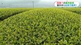 日本一の鹿児島茶 今シーズンの収穫安全願いお茶で乾杯「知名度も上げたい」鹿児島県・霧島市 | 鹿児島のニュース|MBC NEWS|南日本放送