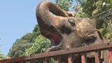 都内ではライオンが死ぬ事態も...危険な暑さで静岡の動物園では対策徹底 エアコン稼働や水の与え方に工夫＝静岡県|TBS NEWS DIG