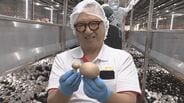 「本当に美味しいマッシュルームを届けたい」沖縄唯一のマッシュルーム栽培　メイドイン糸満をアジアへ発信【わがまちLink41】　|　沖縄のニュース｜RBC 琉球放送
