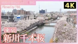 江戸情緒あふれる新川千本桜 (シンカワセンボンザクラ)【JNN sakuraドローンDIG 2024】|TBS NEWS DIG