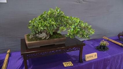 県内各地から愛好家の“緑の芸術”が勢ぞろい「全沖縄盆栽展」 うるま市