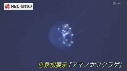 新種 ”アマノガワクラゲ” 世界初展示 