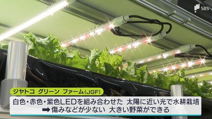 香も味も濃い」“カイゼン”生かして 変速機メーカーがレタスの水耕栽培