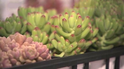 趣味が高じて専門店をオープン！多肉植物のある暮らし 初心者におすすめ