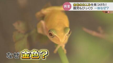 かえる様確認用 かえる様確認用 4936695981194_01.jpg