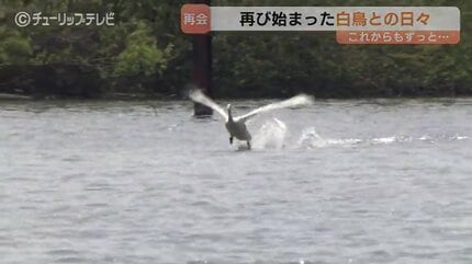 傷ついた白鳥と富山のカメラマン澤江弘一さん 消息絶った1年を乗り越え