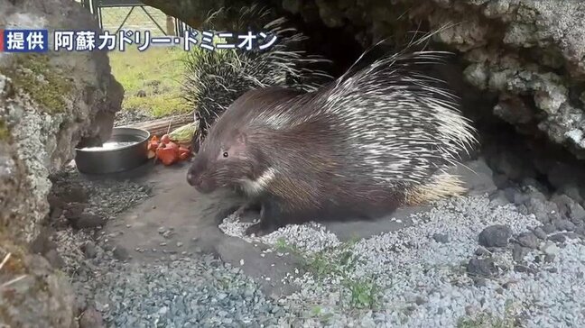 名前すら決める前に…ヤマアラシ2匹が「まさかの脱走」自ら穴掘りフェンス外へ 職員総出の捜索の末に無事捕獲|TBS NEWS DIG