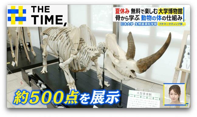 夏休みに!“アートのような”骨格標本や“SL乗車”が無料で楽しめる「大学博物館」【THE TIME,】 |TBS NEWS DIG