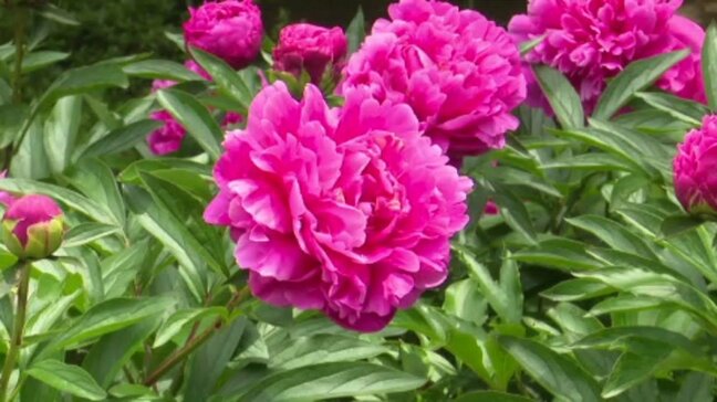 花言葉は、「はじらい」「はにかみ」… マイントピア別子のシャクヤクが見頃 来園者が色とりどりの花の競演楽しむ|TBS NEWS DIG