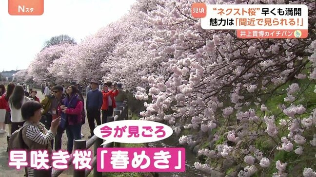 人気桜・ソメイヨシノの次を狙う“ネクスト桜” 「春めき」満開でにぎわう　東京の桜…開花はいつ！？|TBS NEWS DIG