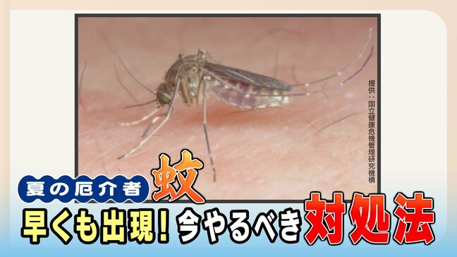 「蚊」早くも出現　専門家が語る"刺されないため"注意点　好むのは"バラの匂い""足の臭い"　"虫除けは露出部分にまんべんなく"　"飲酒・運動後は要注意"　発生源の水たまりを減らす努力も|TBS NEWS DIG