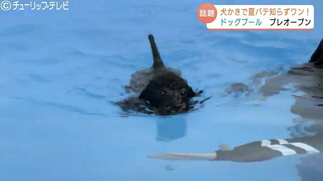 イヌもプールで気持ちいワン 猛暑の中ドッグプールがオープン 生後9か月のトイプードルもスイスイ 富山|TBS NEWS DIG