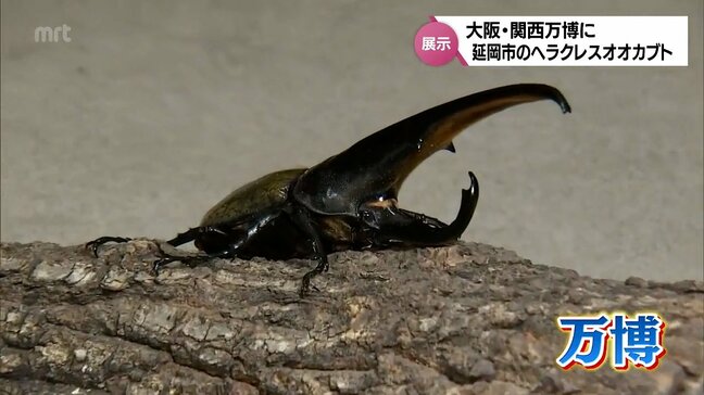 延岡市のブリーダーが育てた「ヘラクレスオオカブト」 来月 大阪・関西万博で展示へ|TBS NEWS DIG