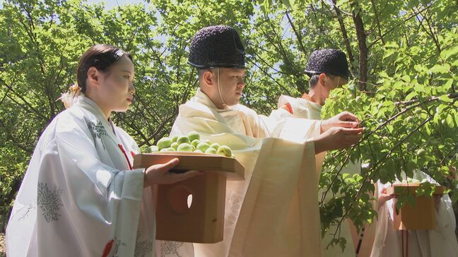 県護国神社で豊後梅を収穫　宮司「ここ数年で最高の出来栄え」　大分|TBS NEWS DIG