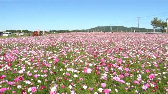 1.8キロのコスモスロード満開 野井倉開田コスモスロード 鹿児島県志布志市|TBS NEWS DIG