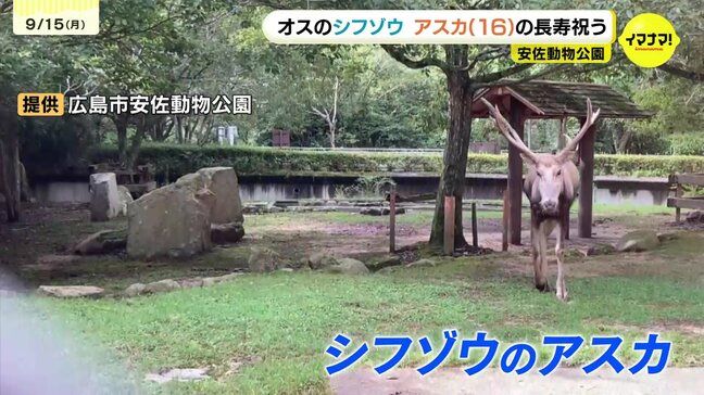 「長生きしてね」動物たちも敬老の日　16歳の“シフゾウ”にお祝い　最近は関節炎に悩む　広島市　安佐動物公園|TBS NEWS DIG