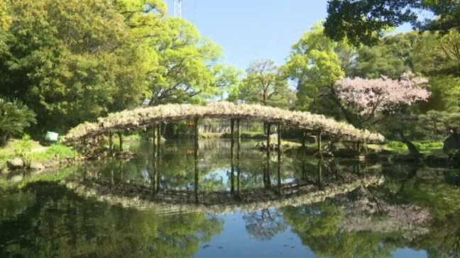 見ごろは4月18日ごろまで。天赦園の「ノボリフジ」が例年より早く満開に【愛媛・宇和島市】|TBS NEWS DIG