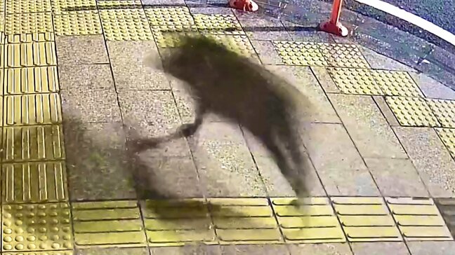 【動画あり】繁華街にイノシシ出没 深夜2時の市街地“ど真ん中”をトコトコと…パトカーに衝突、県職員の足元走り抜ける、けが人なし|TBS NEWS DIG