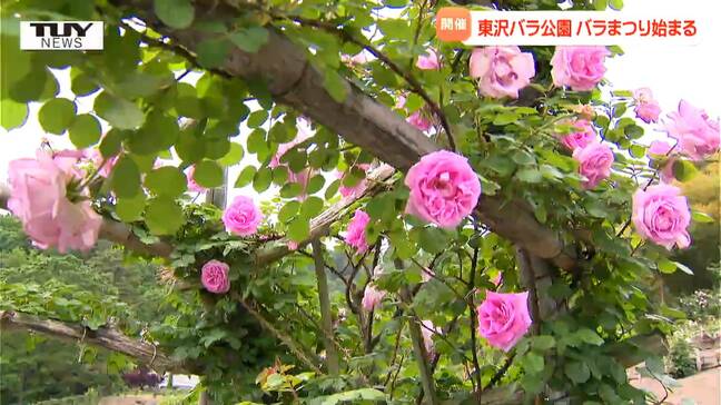 見た目も涼し気な新スポットとは? 東沢バラ公園で毎年恒例のバラまつり始まる(山形・村山市)|TBS NEWS DIG