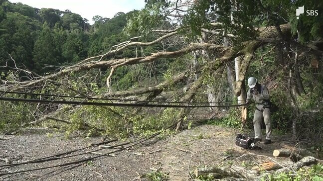 下田市の山間部で倒木 9世帯12人が一時孤立...約18時間後に解消=静岡|TBS NEWS DIG
