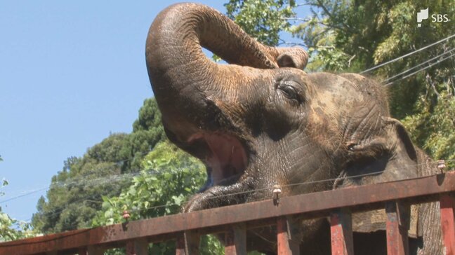 都内ではライオンが死ぬ事態も...危険な暑さで静岡の動物園では対策徹底 エアコン稼働や水の与え方に工夫＝静岡県|TBS NEWS DIG