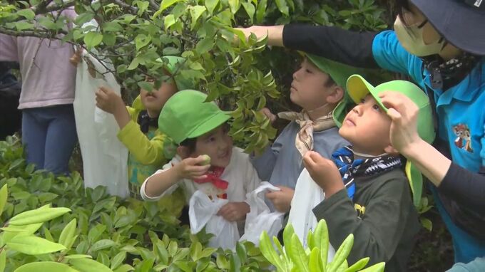 「酸っぱいのが好き！」　こどもたちがウメの収穫体験 　島根県・益田市　|　BSSニュース | BSS山陰放送