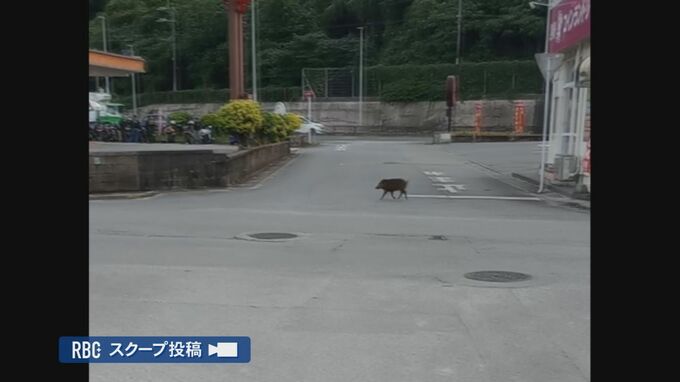 イノシシがファストフード店に突進？　沖縄県で市街地にイノシシ出没　|TBS NEWS DIG