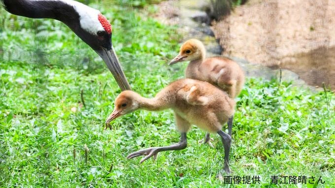 【ふわふわ】タンチョウの赤ちゃん　茶色いふわふわの羽毛に覆われ親鳥の後ろを一生懸命ついて歩く【癒し】|TBS NEWS DIG