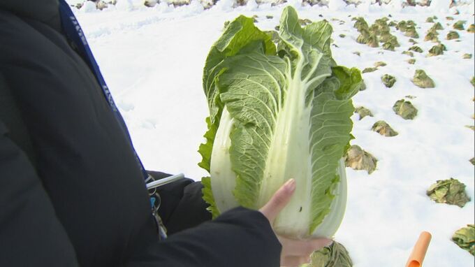 キャベツだけでなく「ハクサイ」価格も高騰…去年に比べ2倍弱の価格　低温で生育不足…小玉傾向　鳥取県内の生産現場では”雪解け”進まず収穫作業停滞　|　BSSニュース | BSS山陰放送